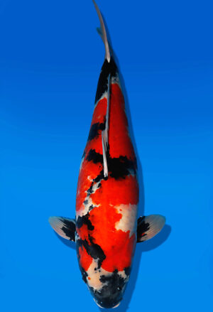 Koi Auktion Dainichi Showa Nisai SuperMonster female 65cm T13-2306