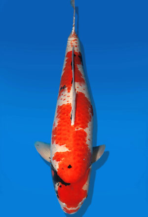 Koi Auktion Dainichi Showa Nisai SuperMonster female 75cm T13-2307