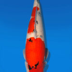Koi Auktion Dainichi Sanke Nisai Mr.Big female 67cm T13-2298