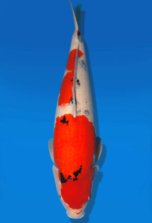 Koi Auktion Dainichi Sanke Nisai Mr.Big female 67cm T13-2298