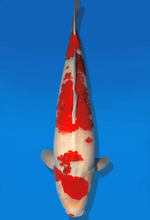 Koi Auktion Dainichi Showa Nisai MonaLisa male 67cm T13-2308