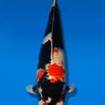 Koi Auktion Dainichi Showa Nisai MonaLisa female 67cm T13-2302