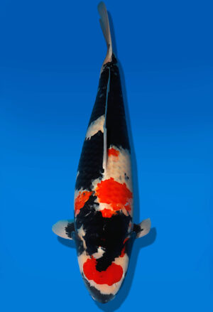 Koi Auktion Dainichi Showa Nisai MonaLisa female 67cm T13-2302
