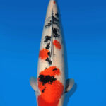 Koi Auktion Dainichi Sanke Nisai Mr.Big female 67cm T13-2299