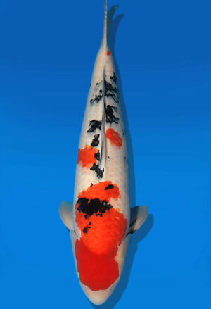Koi Auktion Dainichi Sanke Nisai Mr.Big female 67cm T13-2299