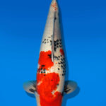 Koi Auktion Dainichi Showa Nisai Monroe male 64cm T13-2300