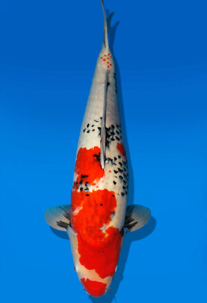Koi Auktion Dainichi Showa Nisai Monroe male 64cm T13-2300