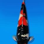Koi Auktion Dainichi Showa Nisai MonaLisa male 55cm T13-2301