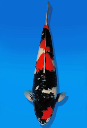 Koi Auktion Dainichi Showa Nisai MonaLisa male 55cm T13-2301