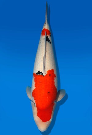 Koi Auktion Dainichi Sanke Nisai Mr.Big female 64cm T13-2303