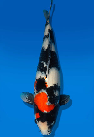 Koi Auktion Dainichi Showa Nisai MonaLisa female 63cm T13-2309