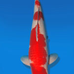 Koi Auktion Dainichi Kohaku Nisai RedTiger female 60cm T13-2304