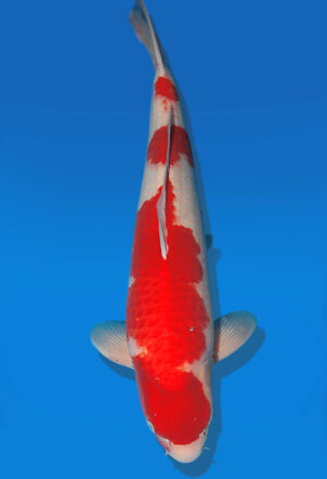 Koi Auktion Dainichi Kohaku Nisai RedTiger female 60cm T13-2304