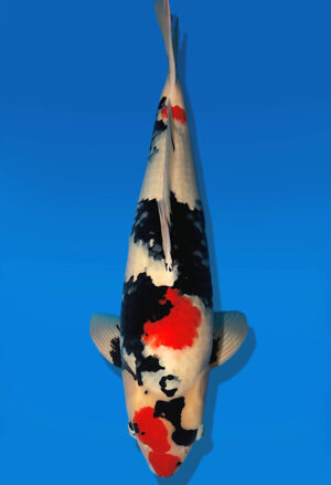 Koi Auktion Dainichi Showa Nisai MonaLisa male 62cm T13-2305