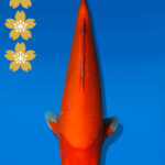 Koi Auktion Dainichi Benigoi JumboTosai RedTiger - 37cm NN01-2572