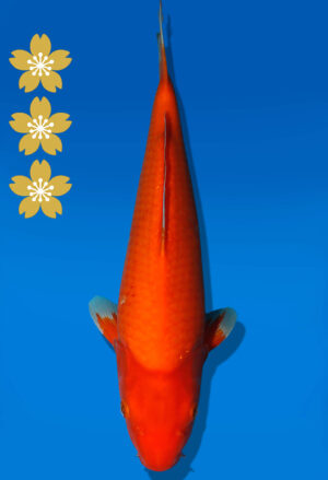 Koi Auktion Dainichi Benigoi JumboTosai RedTiger - 37cm NN01-2310