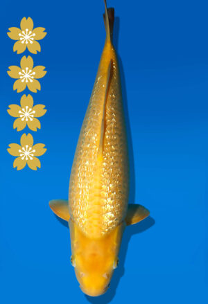Koi Auktion Dainichi Karashigoi JumboTosai YellowMonkey - 41cm NN01-2311