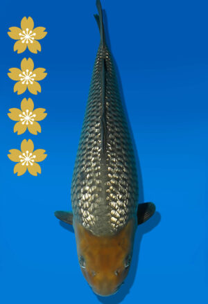 Koi Auktion Dainichi GinrinSoragoi JumboTosai SoraXGinrinSora - 45cm NN01-2312
