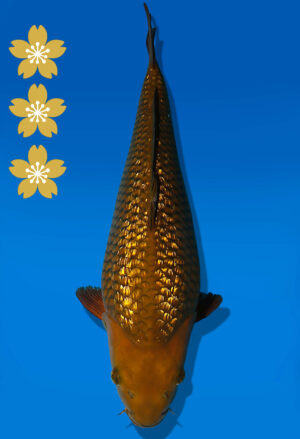 Koi Auktion Dainichi Chagoi JumboTosai BrownMonkey - 45cm NN01-2313