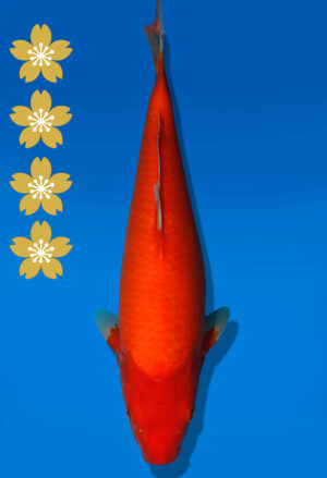 Koi Auktion Dainichi Benigoi JumboTosai RedTiger - 32cm NN02-2314