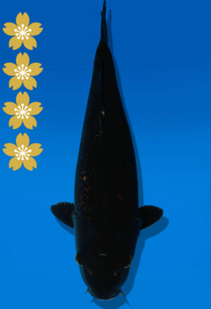 Koi Auktion Dainichi BlackDiamond JumboTosai BlackZeus - 40cm NN02-2315