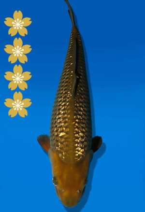 Koi Auktion Dainichi GinrinChagoi JumboTosai BrownMonkey - 49cm NN02-2316