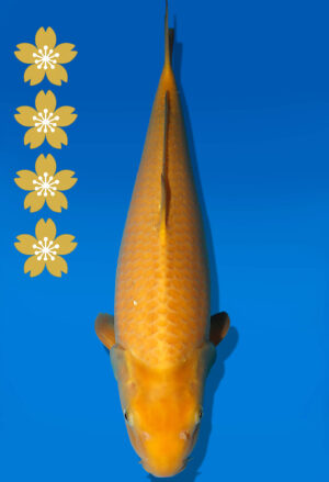 Koi Auktion Dainichi Karashigoi JumboTosai YellowMonkey - 45cm NN02-2317