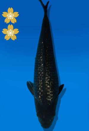 Koi Auktion Dainichi BlackDiamond JumboTosai BlackZeus - 43cm NN03-2318