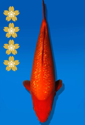 Koi Auktion Dainichi GinrinKohaku JumboTosai XGinrinKohaku - 40cm NN03-2319