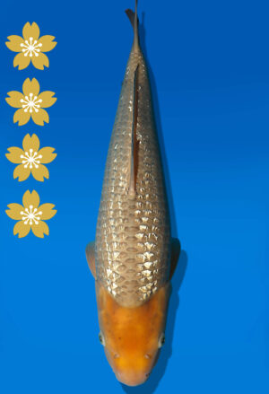 Koi Auktion Dainichi GinrinSoragoi JumboTosai SoraXGinrinSora - 45cm NN03-2320