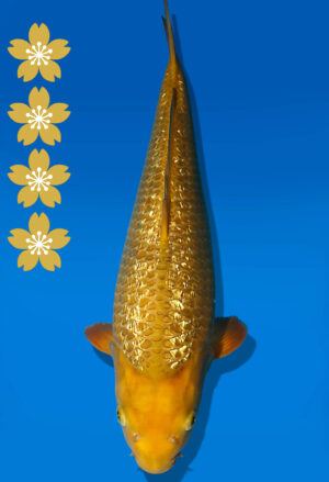 Koi Auktion Dainichi GinrinKarashigoi JumboTosai YellowMonkey - 43cm NN04-2321