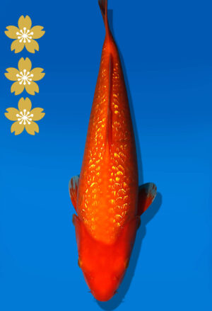 Koi Auktion Dainichi GinrinBenigoi JumboTosai XGinrinKohaku - 42cm NN04-2322