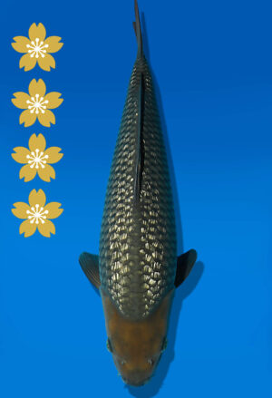 Koi Auktion Dainichi GinrinSoragoi JumboTosai SoraXGinrinSora - 45cm NN04-2334