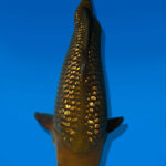 Koi Auktion Dainichi GinrinChagoi JumboTosai BrownMonkey - 34cm NN04-2335