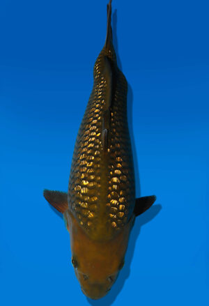 Koi Auktion Dainichi GinrinChagoi JumboTosai BrownMonkey - 34cm NN04-2335