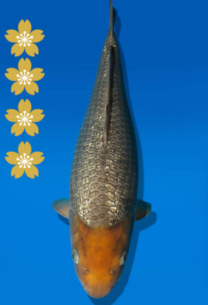 Koi Auktion Dainichi GinrinSoragoi JumboTosai SoraXGinrinSora - 42cm NN04-2323