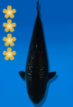 Koi Auktion Dainichi BlackDiamond JumboTosai BlackZeus - 45cm NN04-2324