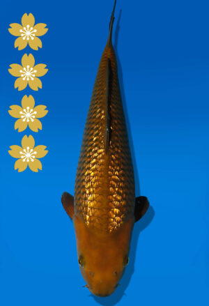 Koi Auktion Dainichi GinrinChagoi JumboTosai BrownMonkey - 40cm NN05-2325