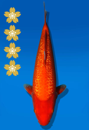Koi Auktion Dainichi GinrinBenigoi JumboTosai XGinrinKohaku - 39cm NN05-2336