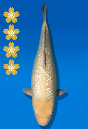 Koi Auktion Dainichi WhiteKarashigoi JumboTosai WhiteMonkey - 46cm NN05-2326