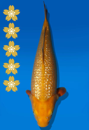 Koi Auktion Dainichi GinrinChagoi JumboTosai BrownMonkey - 50cm NN05-2327