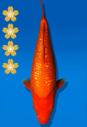 Koi Auktion Dainichi GinrinBenigoi JumboTosai XGinrinKohaku - 39cm NN06-2328
