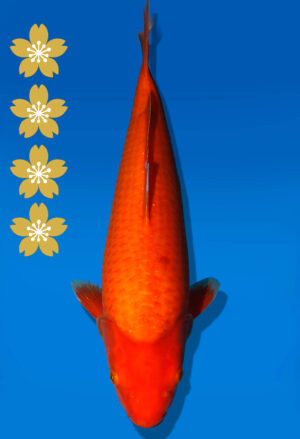 Koi Auktion Dainichi Benigoi JumboTosai RedTiger - 42cm NN06-2329