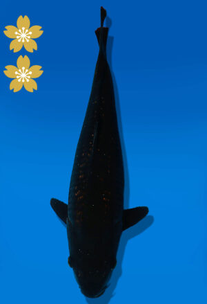 Koi Auktion Dainichi BlackDiamond JumboTosai BlackZeus - 36cm NN06-2330