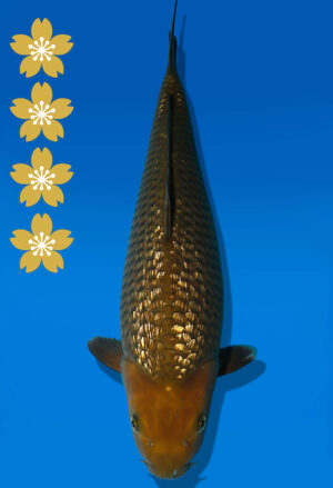 Koi Auktion Dainichi GinrinChagoi JumboTosai BrownMonkey - 44cm NN06-2331