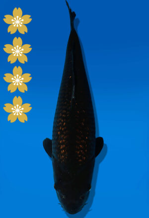 Koi Auktion Dainichi BlackDiamond JumboTosai BlackZeus - 44cm NN06-2332