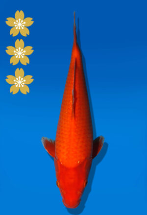 Koi Auktion Dainichi Benigoi JumboTosai RedTiger - 30cm NN06-2333