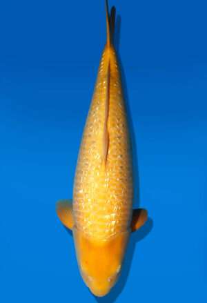 Koi Auktion Dainichi GinrinKarashigoi Nisai YellowMonkey female 62cm NN06-2337