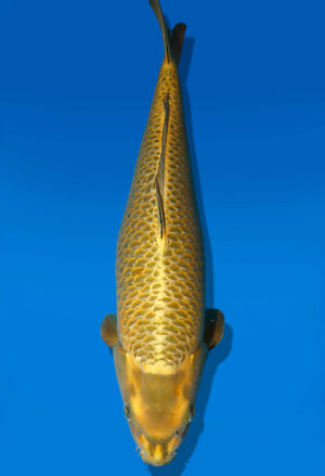 Koi Auktion Dainichi MukashiOgon Nisai KiMatsuba female 59cm NN06-2350