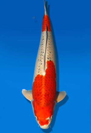 Koi Auktion Dainichi Kujaku Nisai Oomo/Maru male 60cm NN06-2351